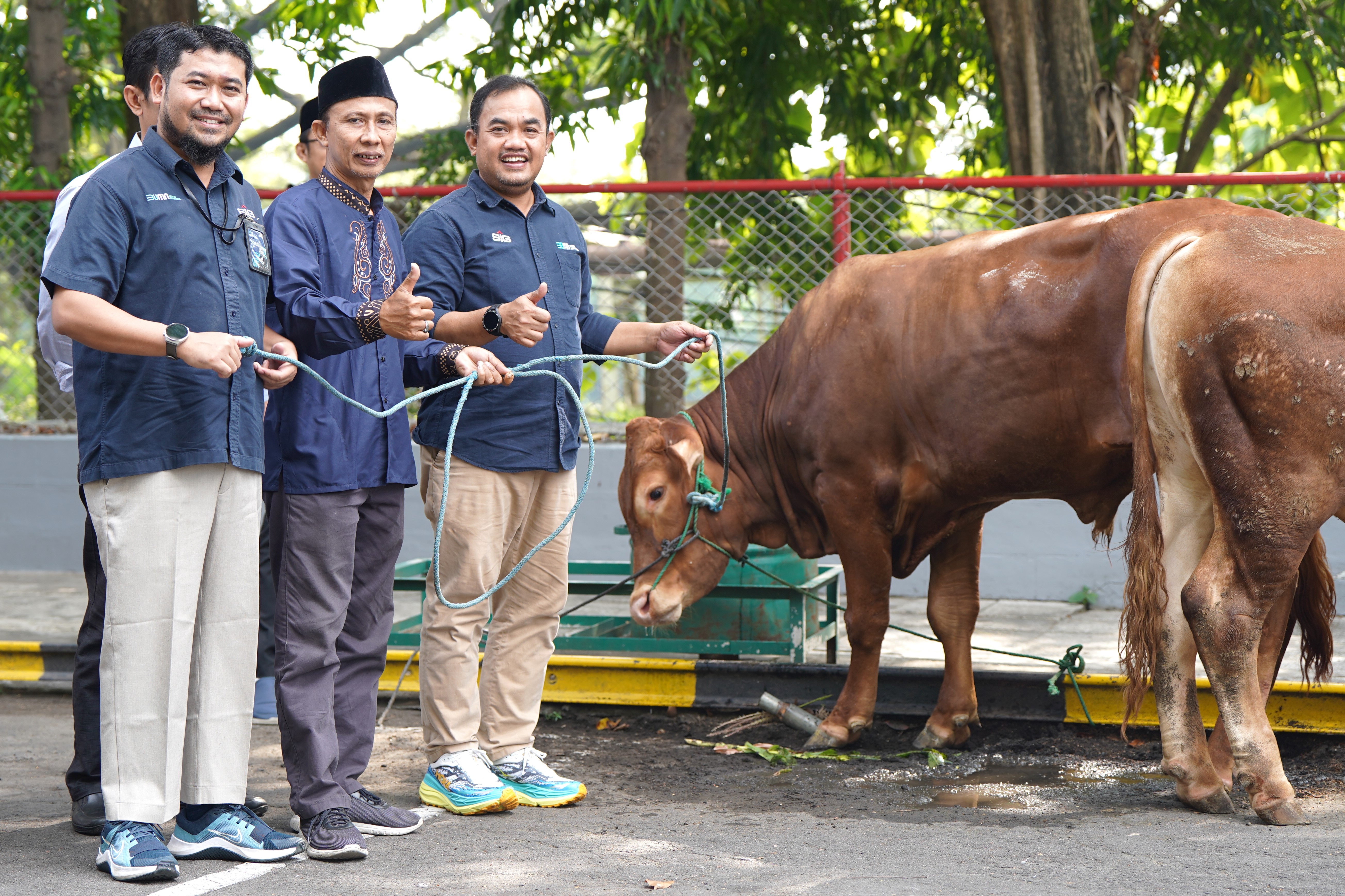 Iduladha 2024, SIG Bagikan 331 Hewan Kurban di 23 Provinsi